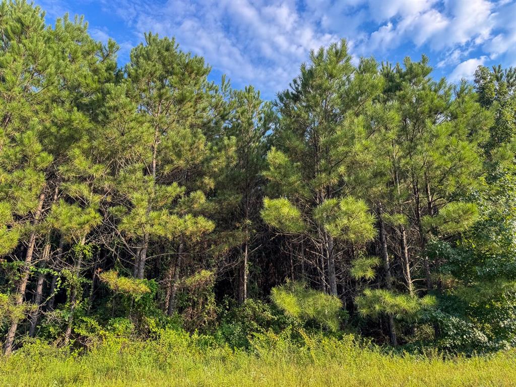 2 Red Rock Road Robeline, LA 71469 - Photo 7 of 16 a view of a garden