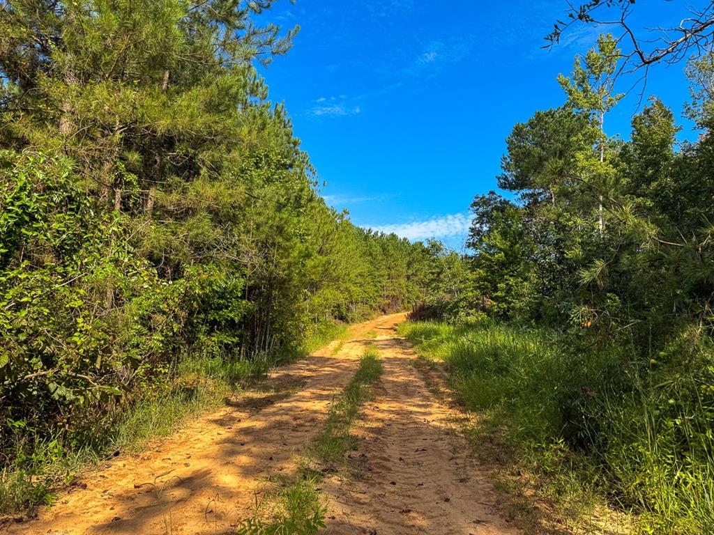 2 Red Rock Road Robeline, LA 71469 - Photo 10 of 16 a view of a yard