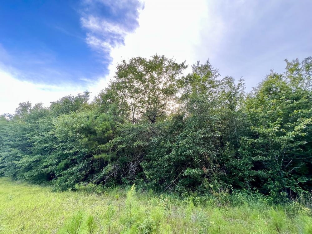 0 Country Road Mount Vernon, AL 36560 - Photo 14 of 15