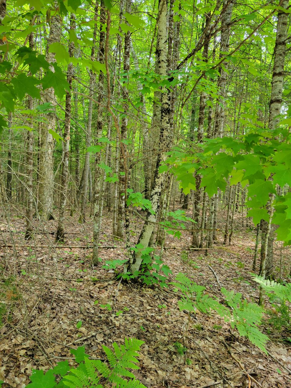 Lot 1 Moonshine Valley Road Presque Isle, WI 54557 - Photo 17 of 21 Gallery Image 17
