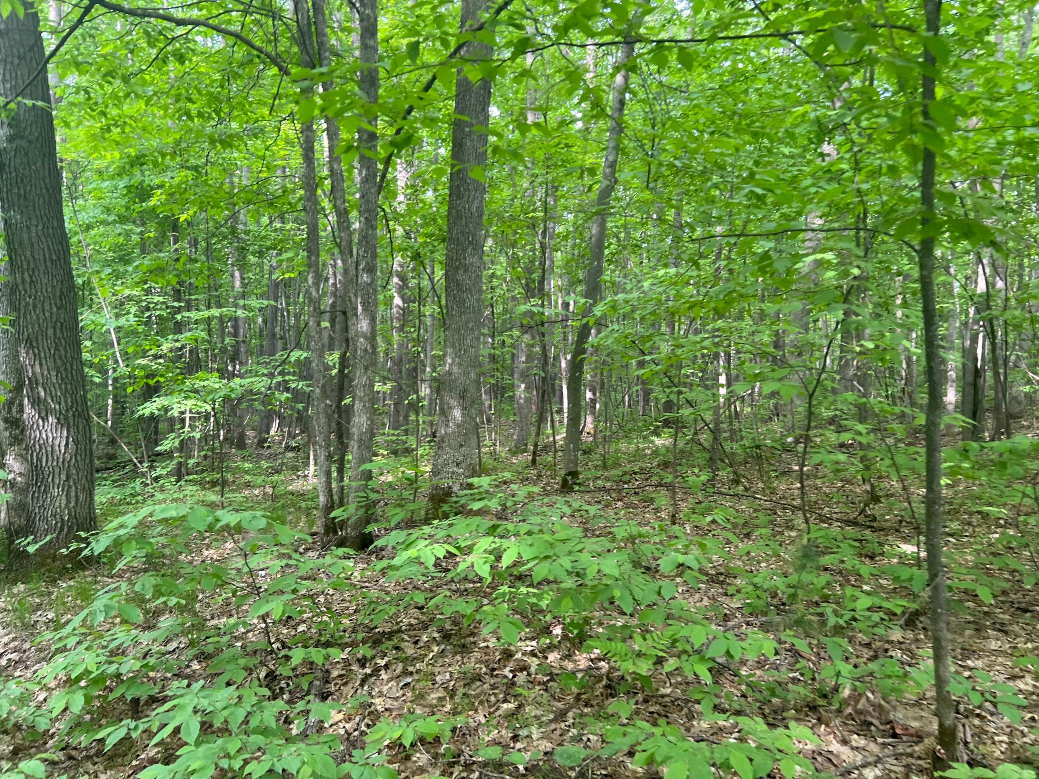 0 Oak Hill Road Trego, WI 54888 - Photo 9 of 13 Gallery Image 9