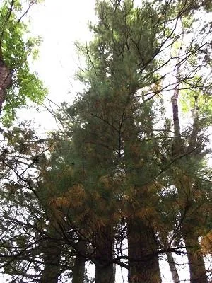 $2,025,000 | 135-acres Sand Hill Road, Boscobel, WI 53805