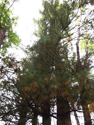 135-acres Sand Hill Road Boscobel, WI 53805 - Photo 19 of 27