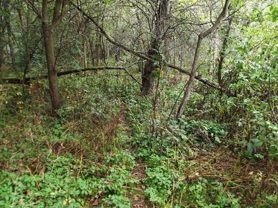 135-acres Sand Hill Road Boscobel, WI 53805 - Photo 5 of 27