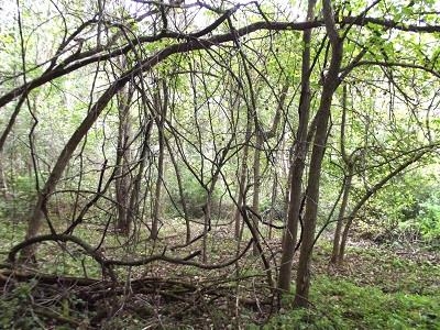 135-acres Sand Hill Road Boscobel, WI 53805 - Photo 7 of 27