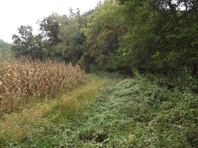 135-acres Sand Hill Road Boscobel, WI 53805 - Photo 8 of 27