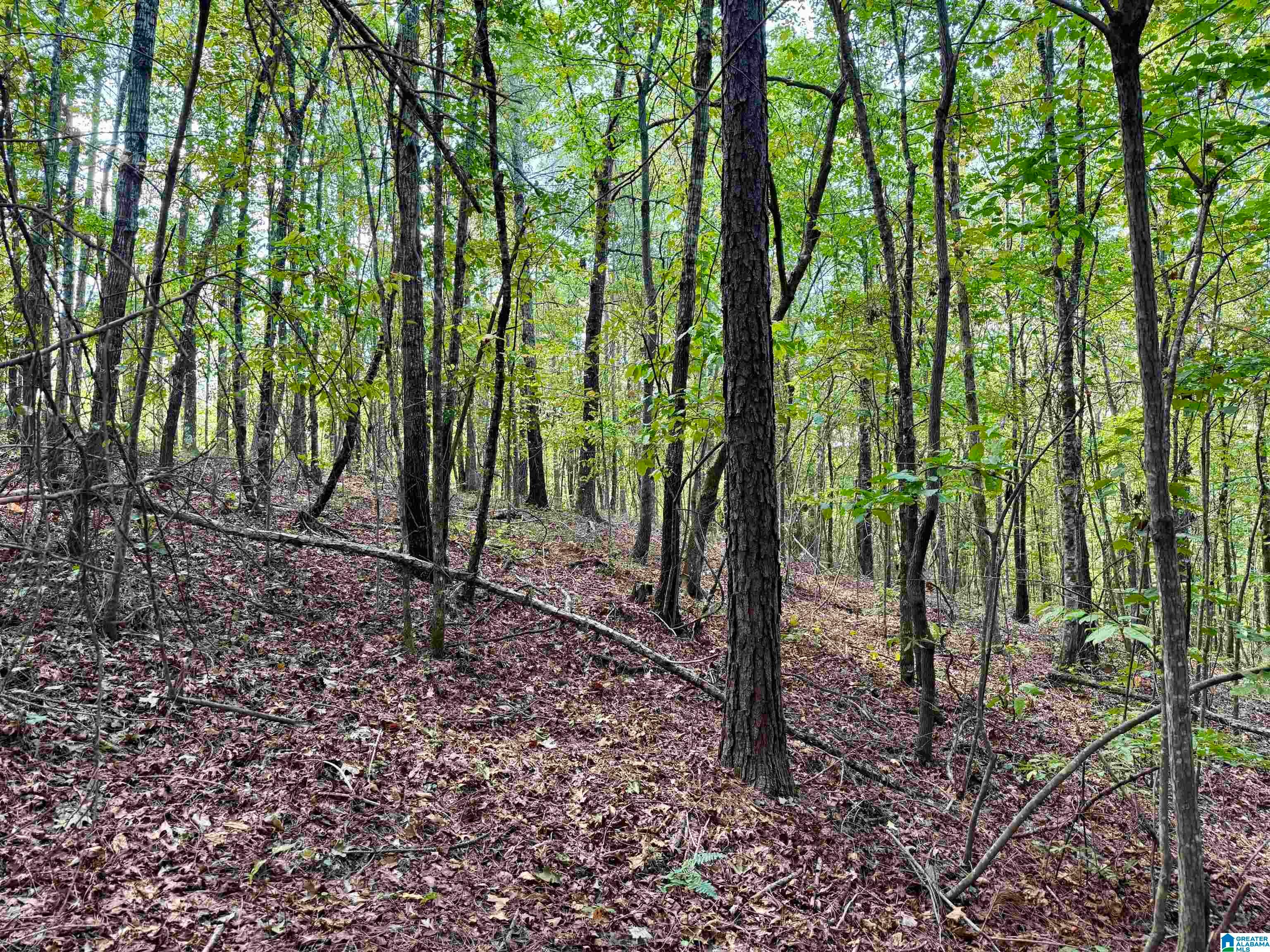 Lane Branch Road, Unit 11 74 Wedowee, AL 36278 - Photo 6 of 11 Gallery Image 6