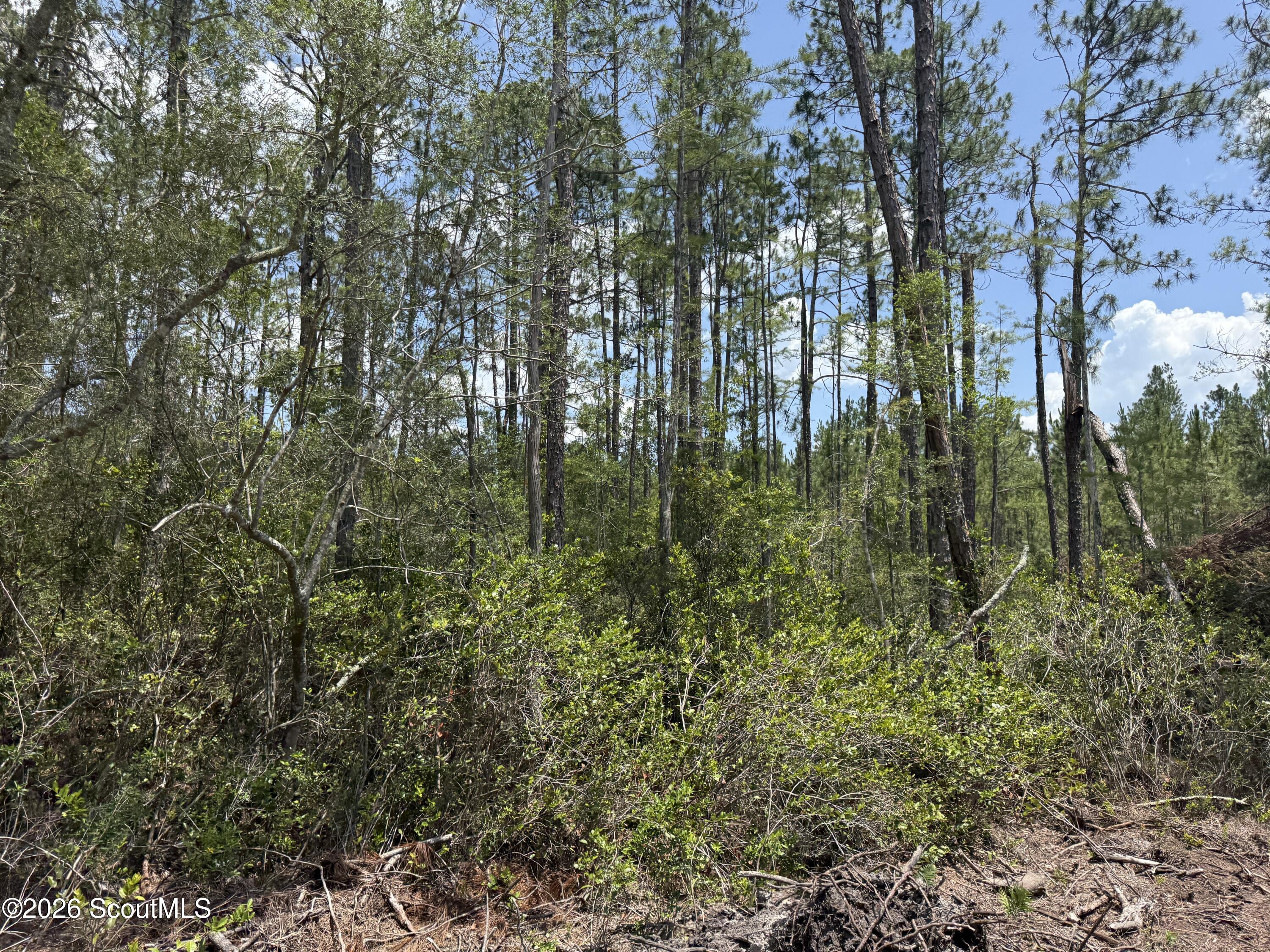 Lot 9 Corbitt Road, Unit LOT 9 Manor, GA 31550 - Photo 5 of 11 IMG_8052