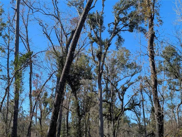 a view of tree from a tree