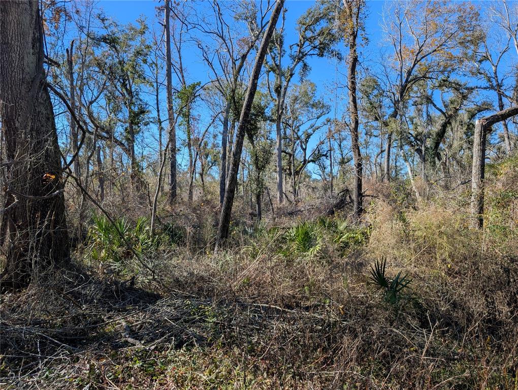 Northwest Fox Run Trail, Unit 107 Mayo, FL 32066 - Photo 9 of 10 a view of a yard with a tree