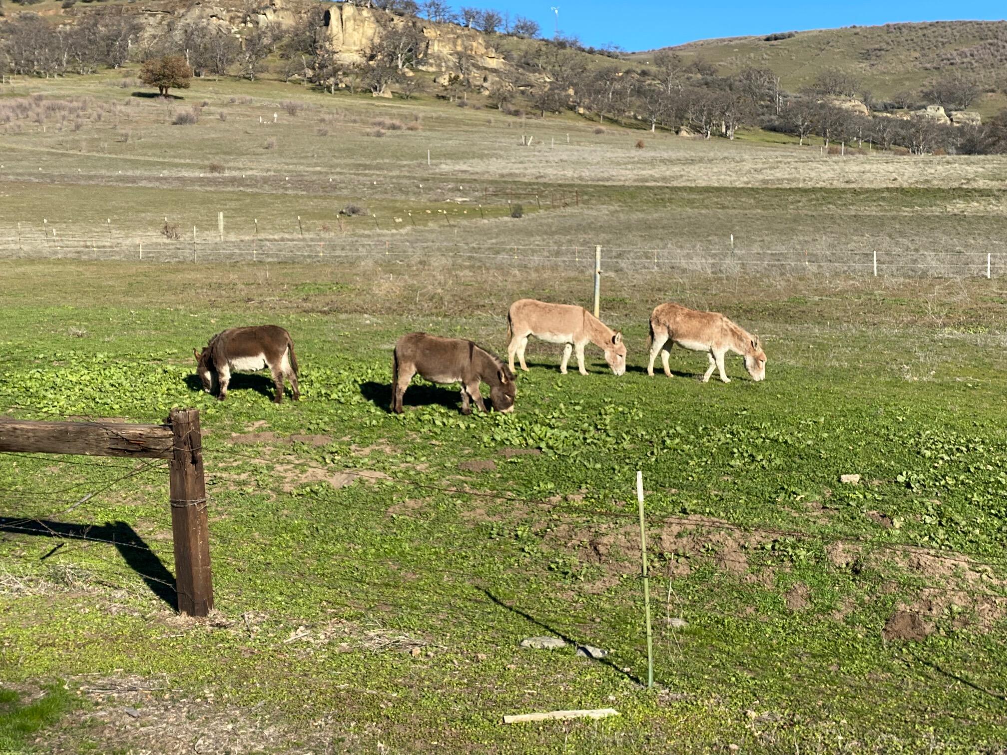 2025 Butler Creek Road Ashland, OR 97520 - Photo 31 of 49 Miniature donkeys.