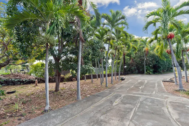 a view of a yard with plants and trees
