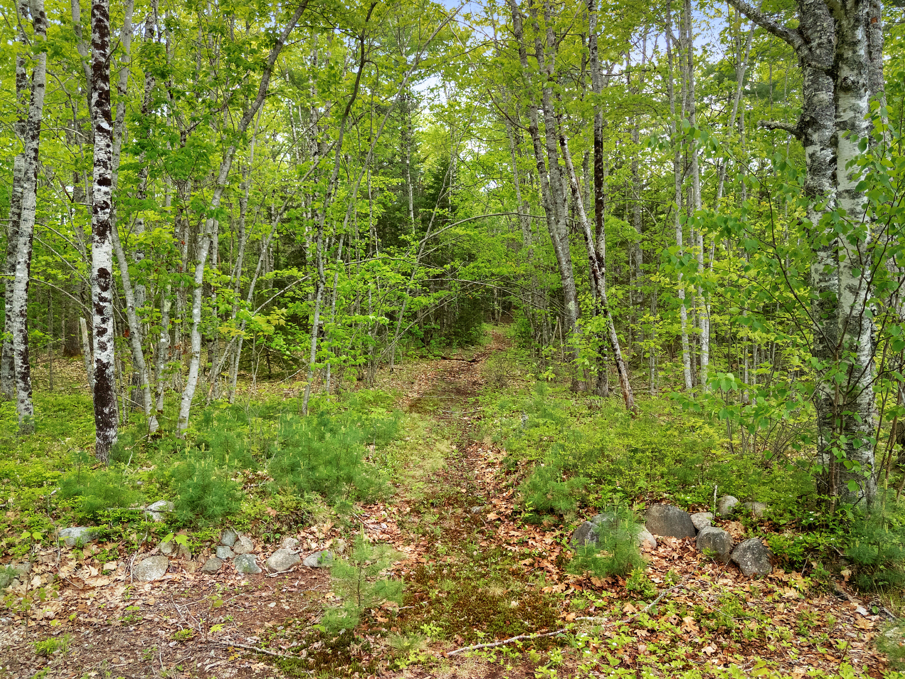 479 Niilo Hill Road Warren, ME 04864 - Photo 48 of 52 DJI_20260527130946_0955_D