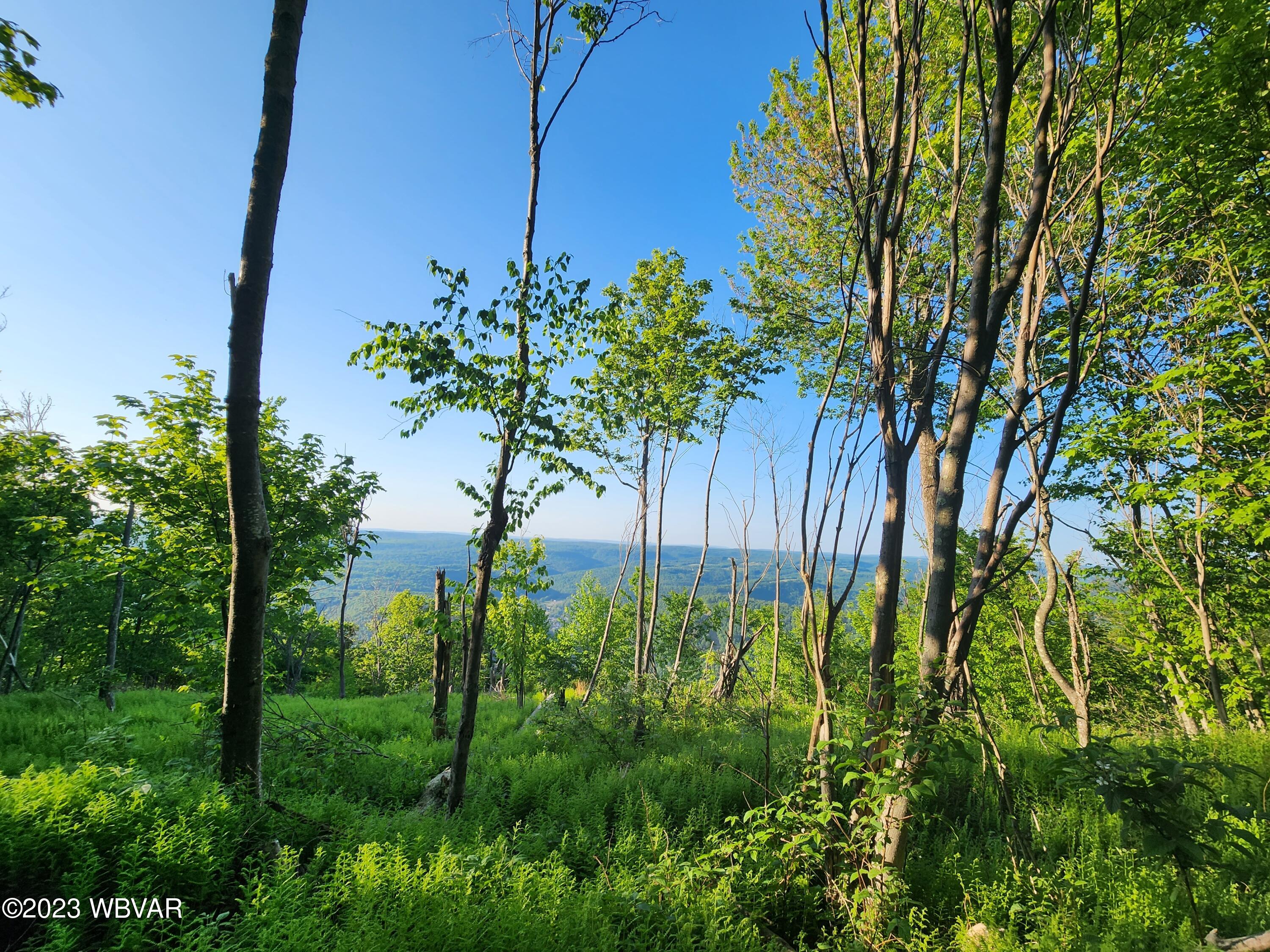 Champion Hill Road Muncy Valley, PA 17758 - Photo 6 of 19 Gallery Image 6