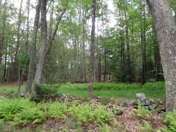 a view of a lush green forest