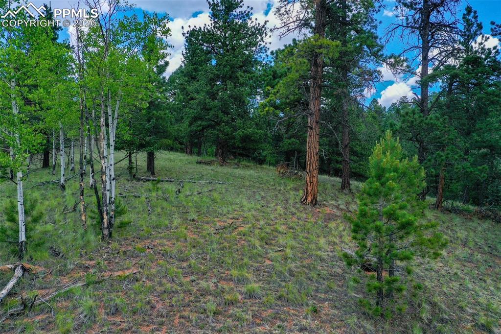 549 Spring Valley Lane Florissant, CO 80816 - Photo 10 of 12 a view of outdoor space and green space