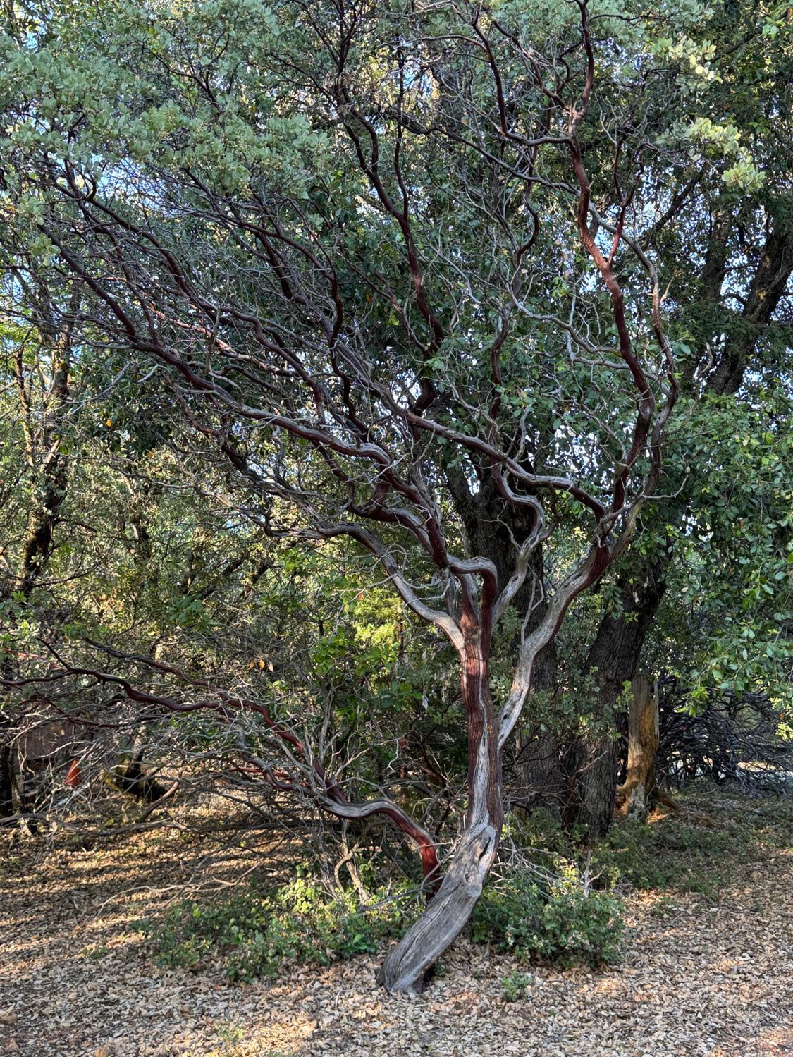 14577 Andrews Road Pine Grove, CA 95665 - Photo 22 of 37 a picture of tree
