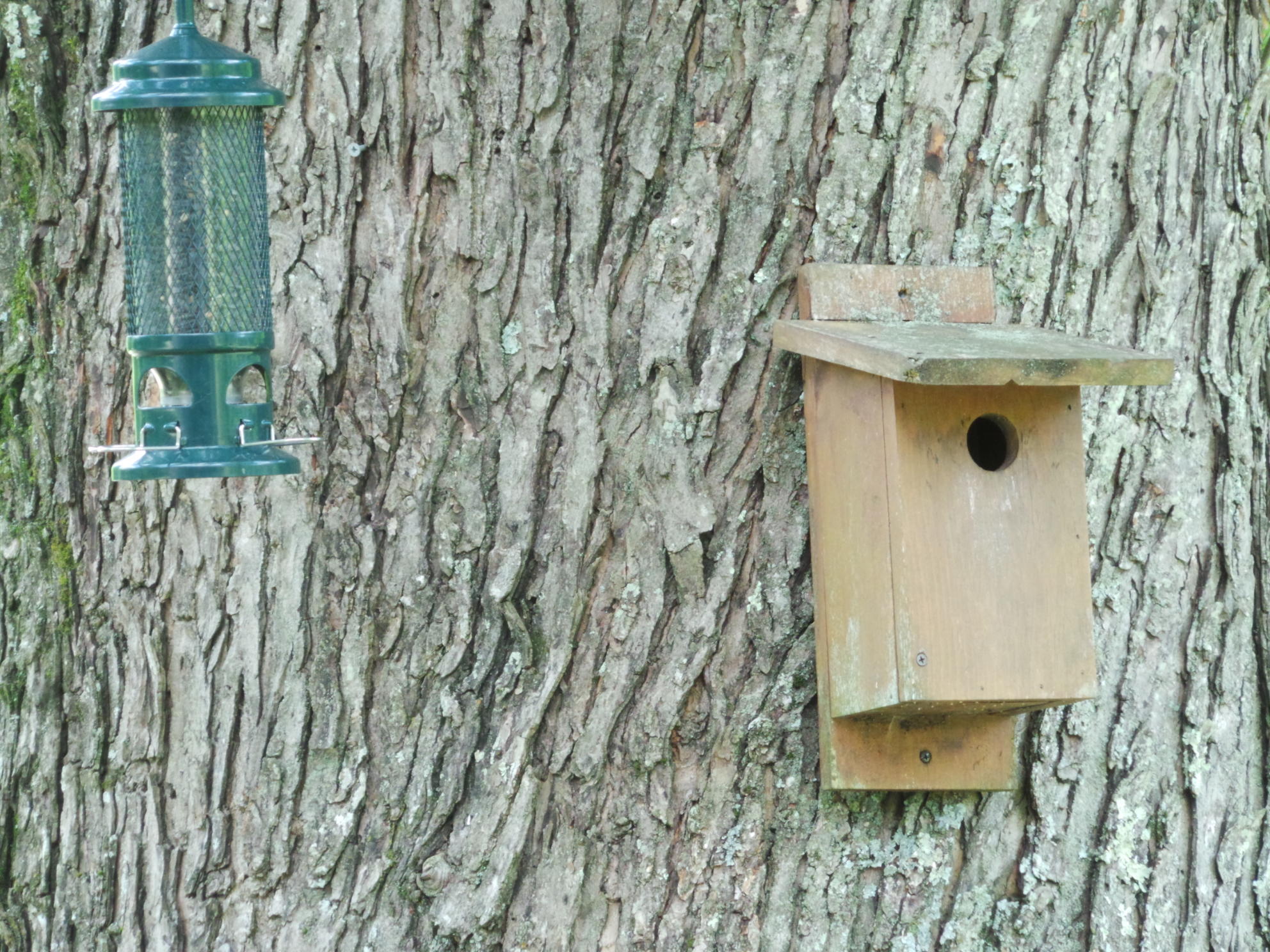 1905 Boozy Creek Road Bristol, VA 24202 - Photo 117 of 130 PLENTY OF BIRDS