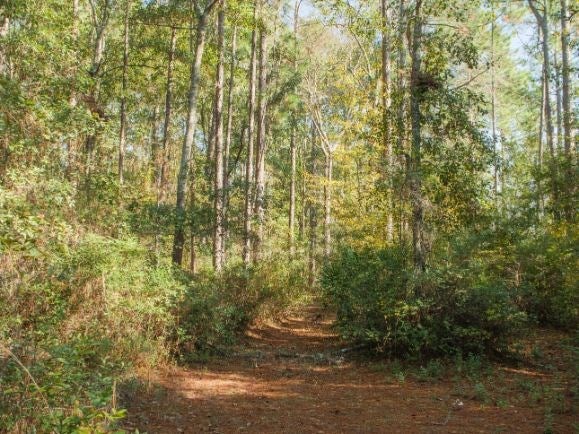 594 Hill Road Ray City, GA 31645 - Photo 51 of 55 Gallery Image 51