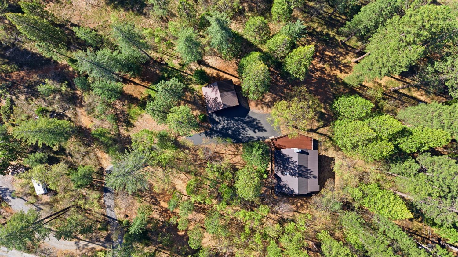 2428 Rancho Paradiso Arnold, CA 95223 - Photo 63 of 67 a plant that is sitting in a forest