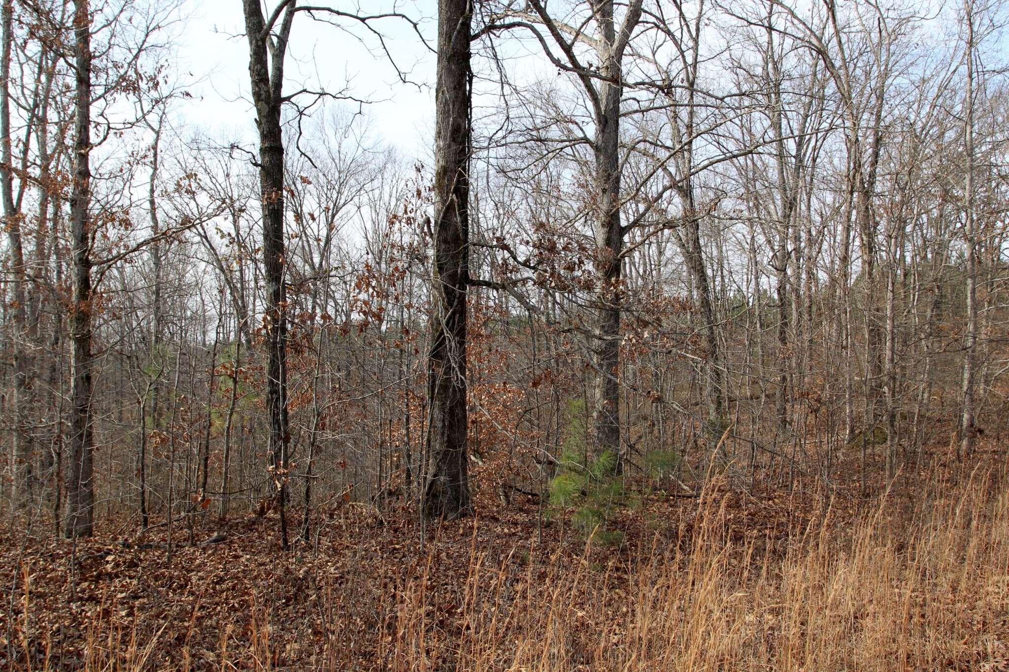 0 Dunaway Ridge Road Dover, TN 37058 - Photo 14 of 27 Gallery Image 14
