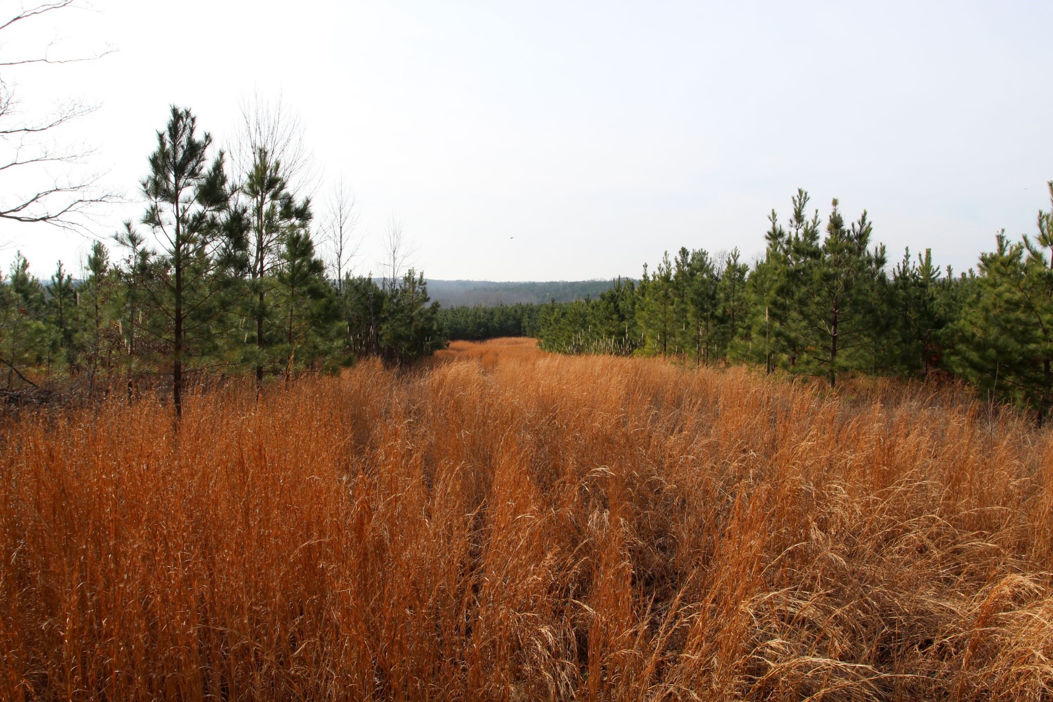 0 Dunaway Ridge Road Dover, TN 37058 - Photo 22 of 27 Gallery Image 22