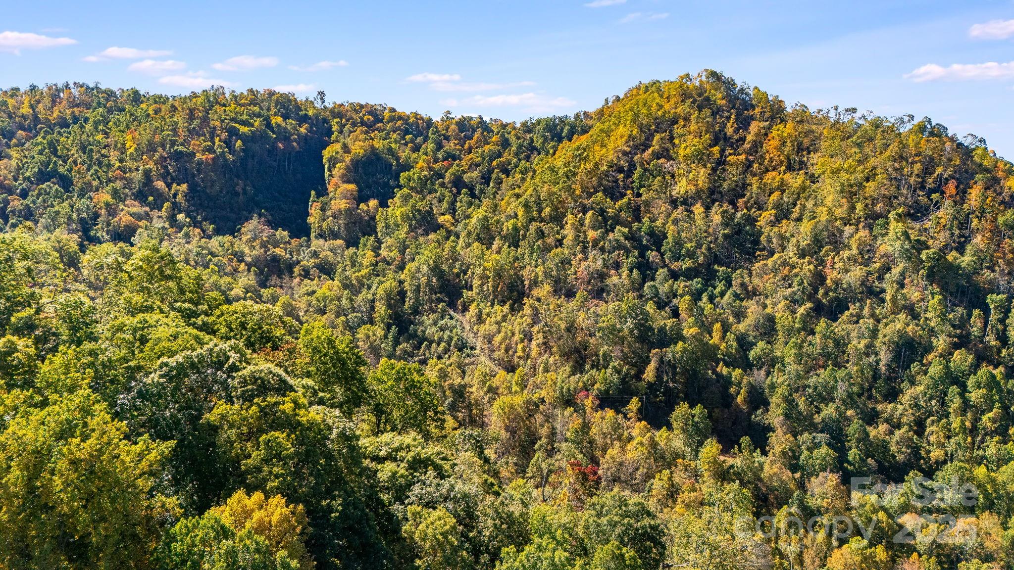 0 Hamburg Road, Unit 49 Mars Hill, NC 28754 - Photo 14 of 16 a view of a bunch of trees