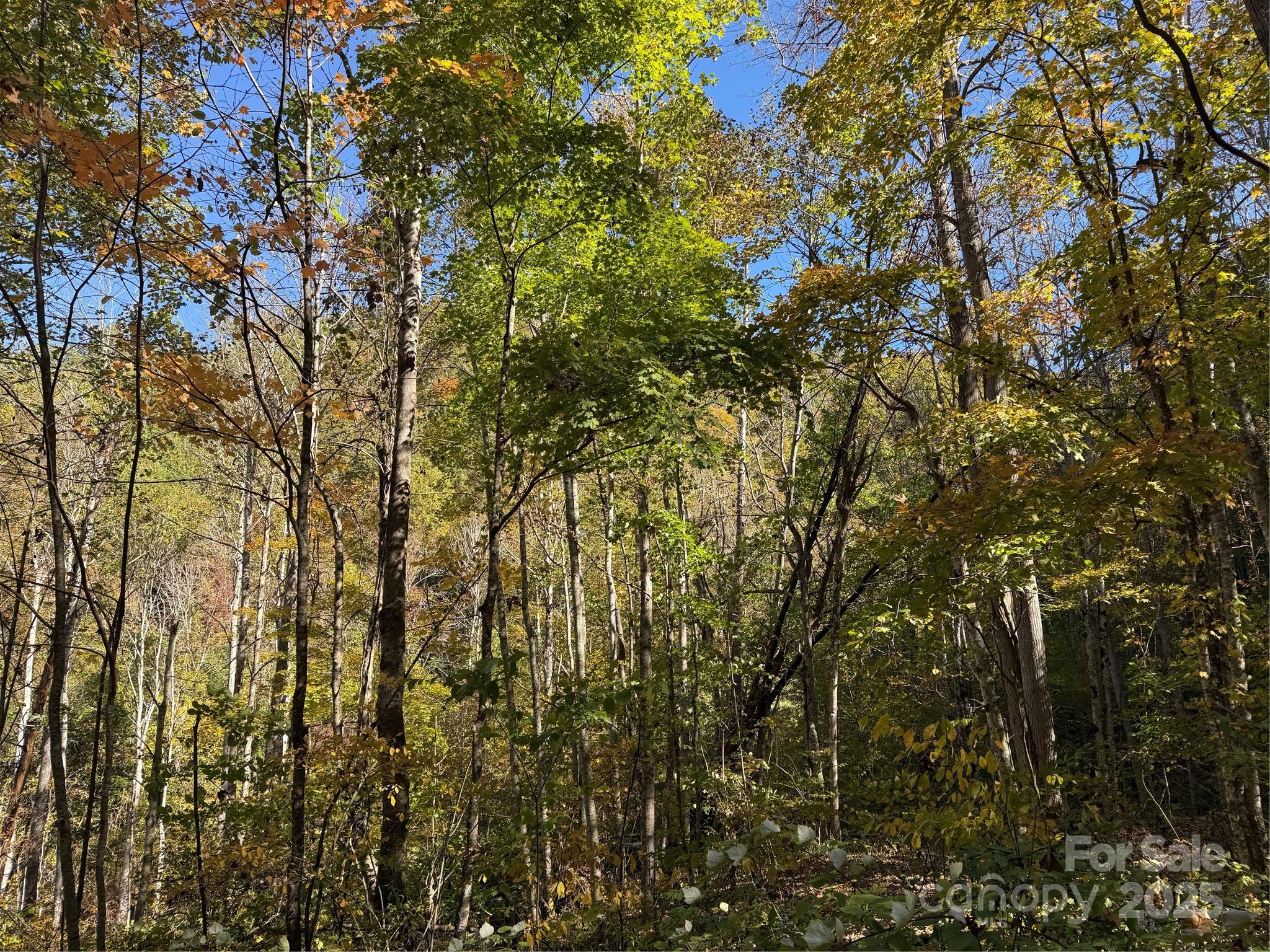 0 Hamburg Road, Unit 49 Mars Hill, NC 28754 - Photo 6 of 16 a view of tree