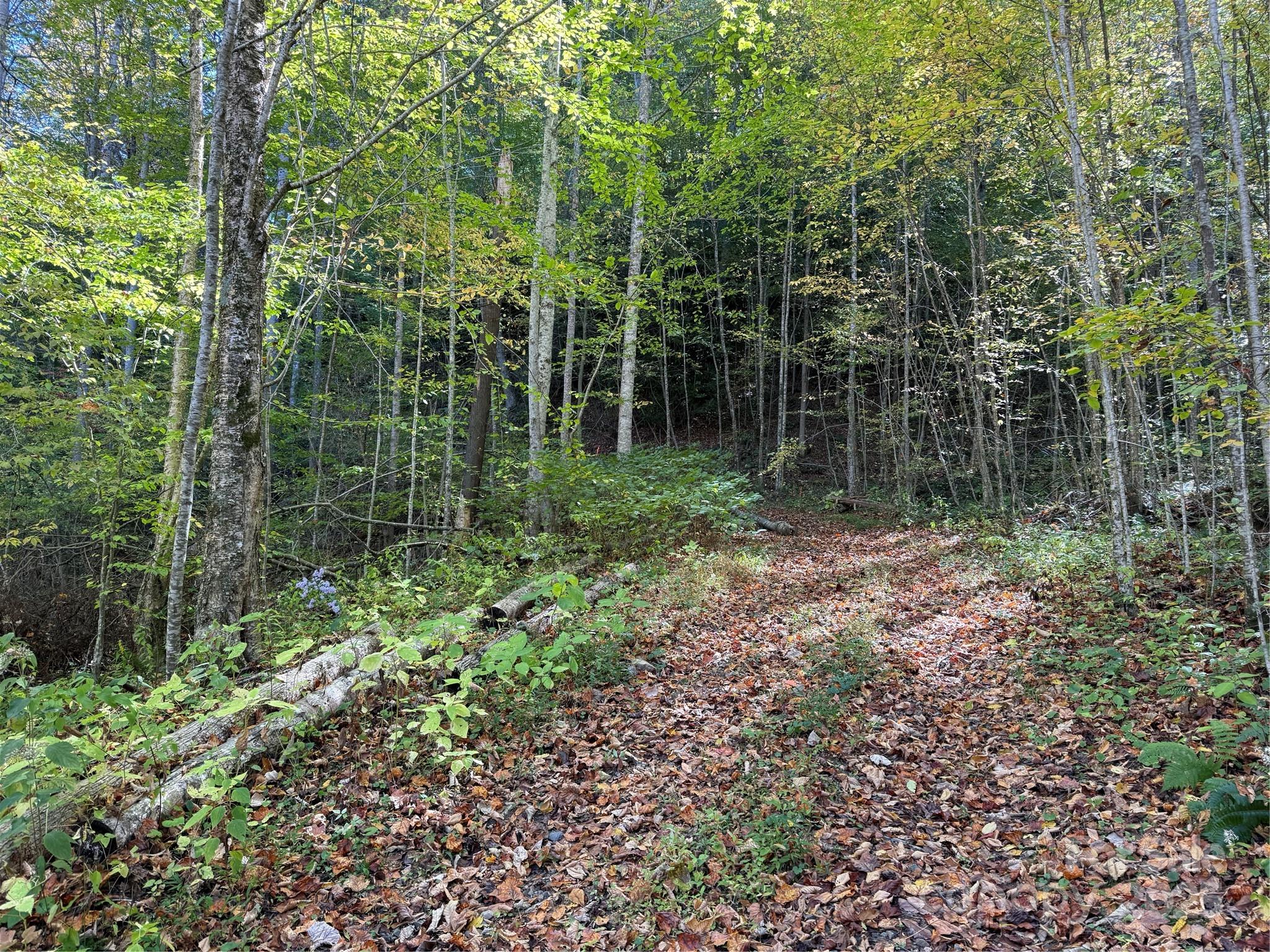 0 Hamburg Road, Unit 49 Mars Hill, NC 28754 - Photo 9 of 16 a view of forest