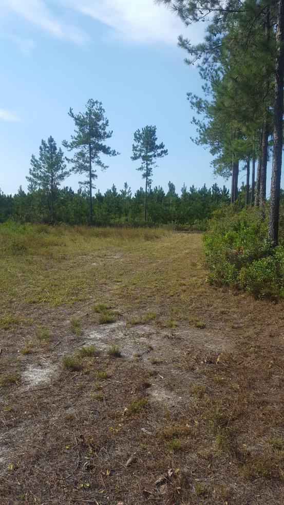 0 Oscar Walker Road Baxley, GA 31513 - Photo 1 of 1 Main View