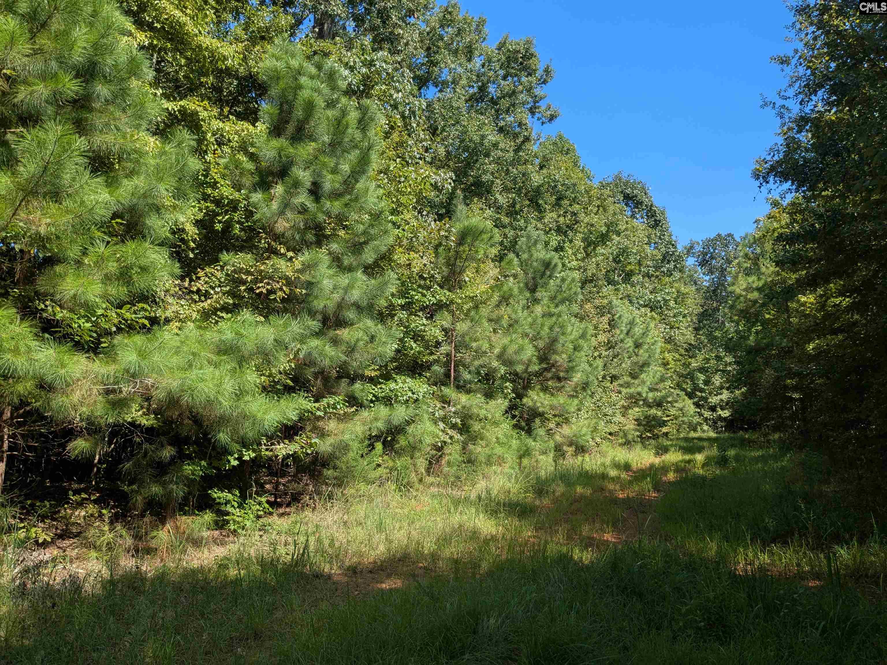0 Taylor Road Batesburg, SC 29006 - Photo 18 of 20
