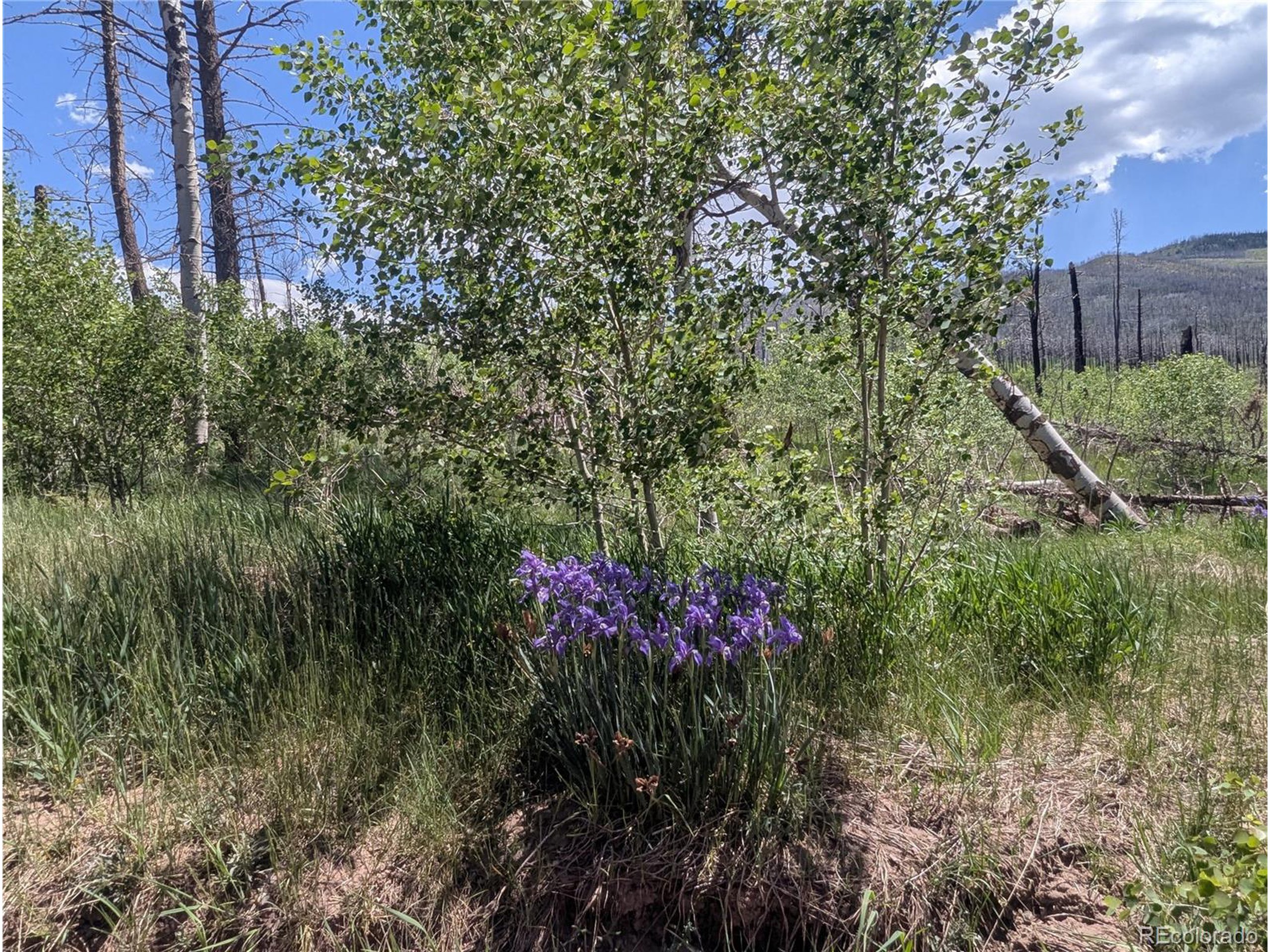 904 Forbes Park Road Fort Garland, CO 81133 - Photo 11 of 16 a view of a flower in a yard