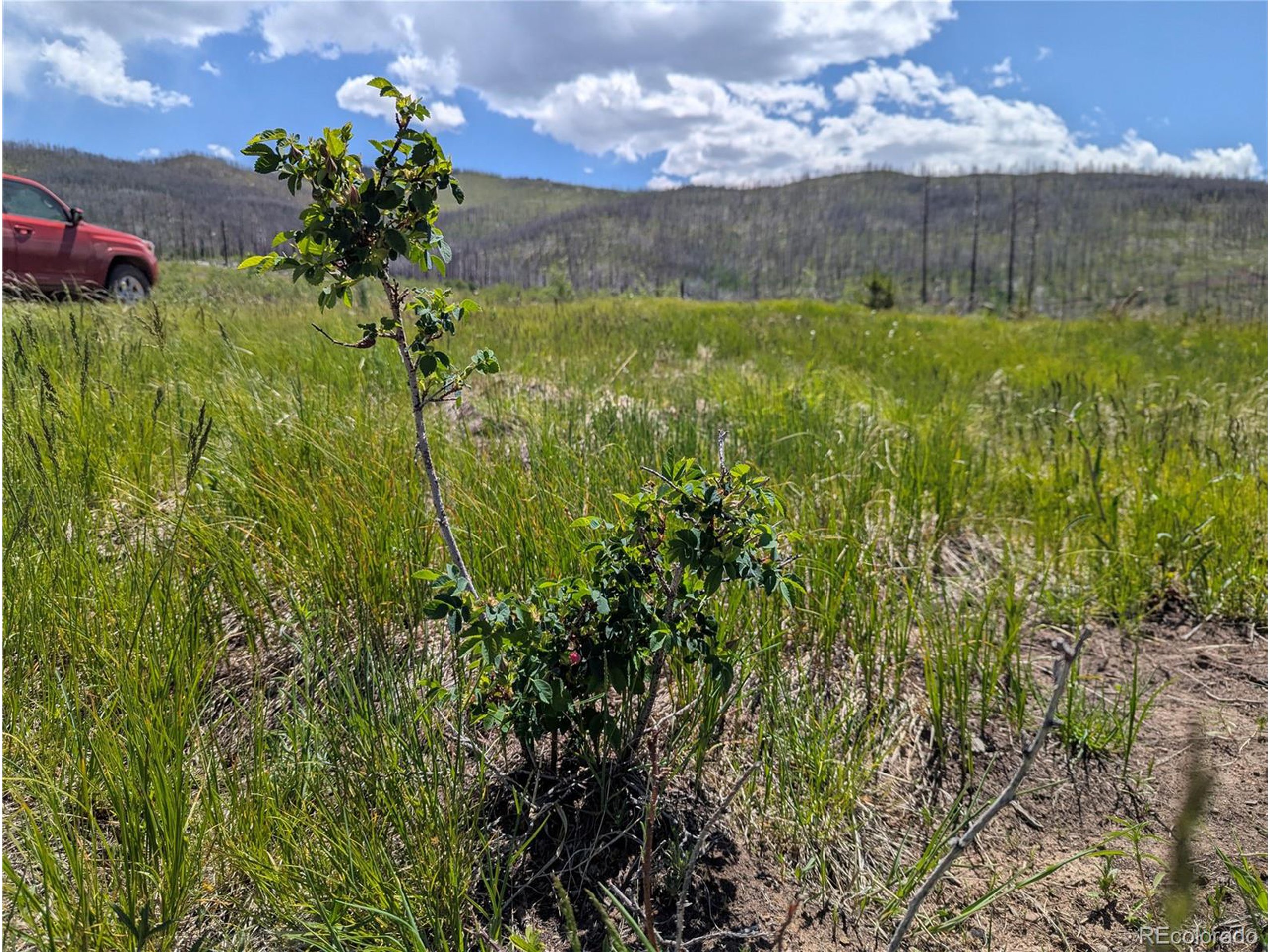 904 Forbes Park Road Fort Garland, CO 81133 - Photo 8 of 16 a view of a garden with a lake