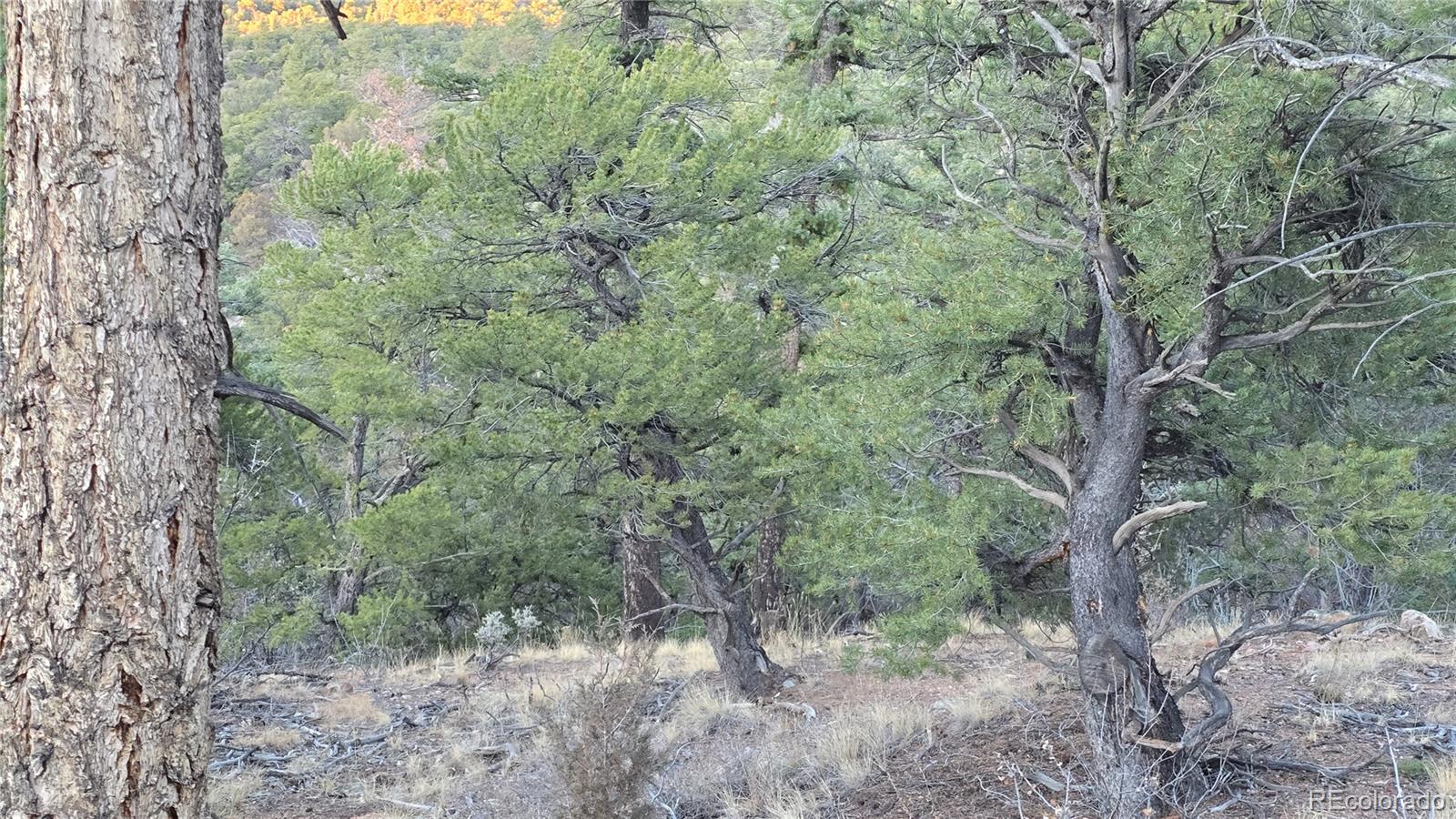 Lot 5106 Redler Road Fort Garland, CO 81133 - Photo 12 of 26 a view of a forest with trees in the background