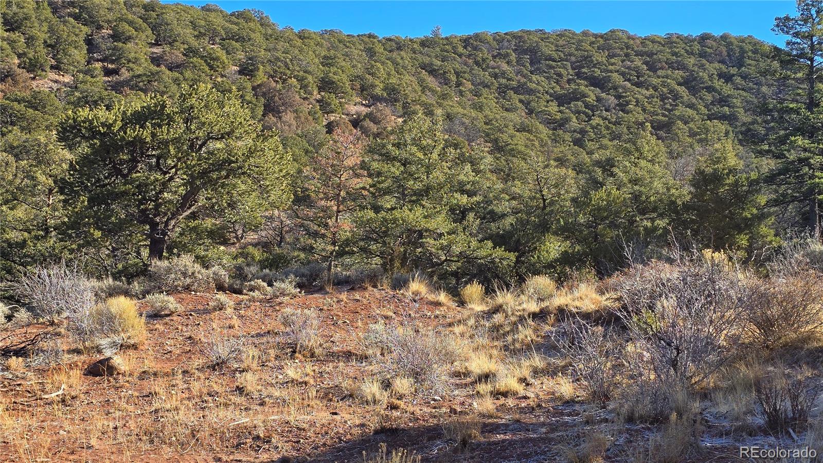 Lot 5106 Redler Road Fort Garland, CO 81133 - Photo 16 of 26 a view of a large tree with a yard