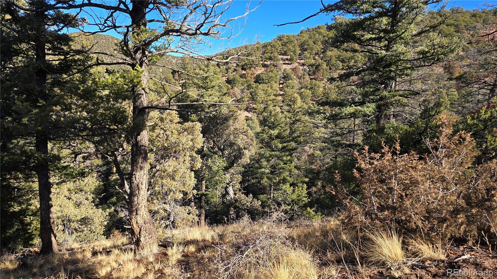 Lot 5106 Redler Road Fort Garland, CO 81133 - Photo 18 of 26 a picture of a tree