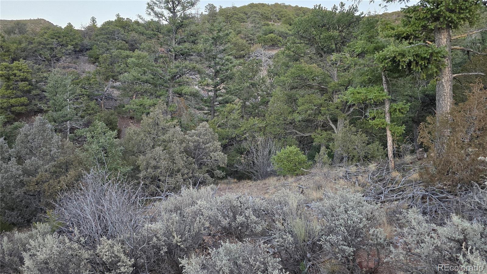 Lot 5106 Redler Road Fort Garland, CO 81133 - Photo 19 of 26 a view of a forest with trees in the background