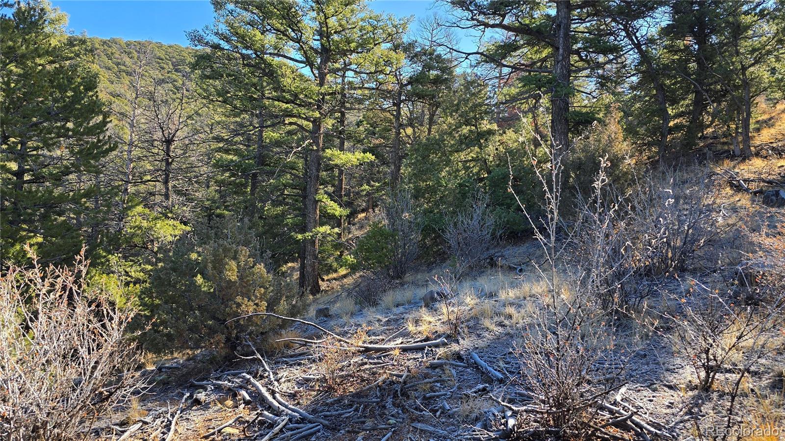 Lot 5106 Redler Road Fort Garland, CO 81133 - Photo 20 of 26 a view of a forest with lots of trees