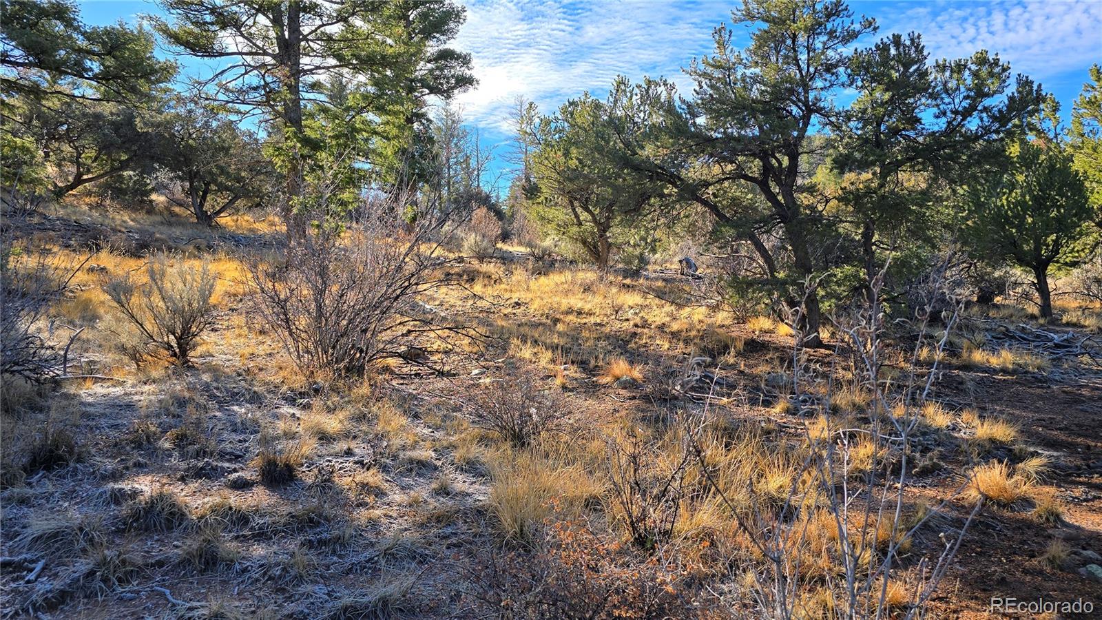 Lot 5106 Redler Road Fort Garland, CO 81133 - Photo 21 of 26 a view of a tree in a yard