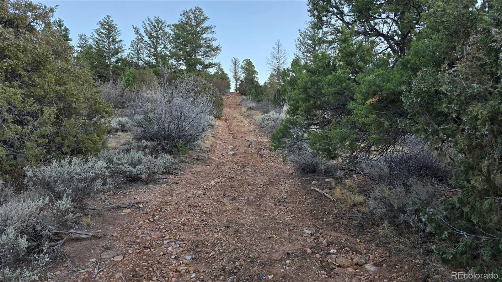 Lot 5106 Redler Road Fort Garland, CO 81133 - Photo 3 of 26 a view of a forest with trees in the background