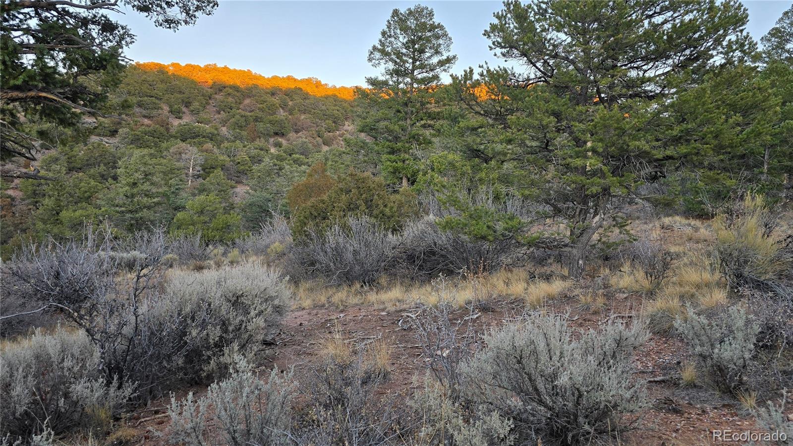 Lot 5106 Redler Road Fort Garland, CO 81133 - Photo 5 of 26 a view of a lush green forest