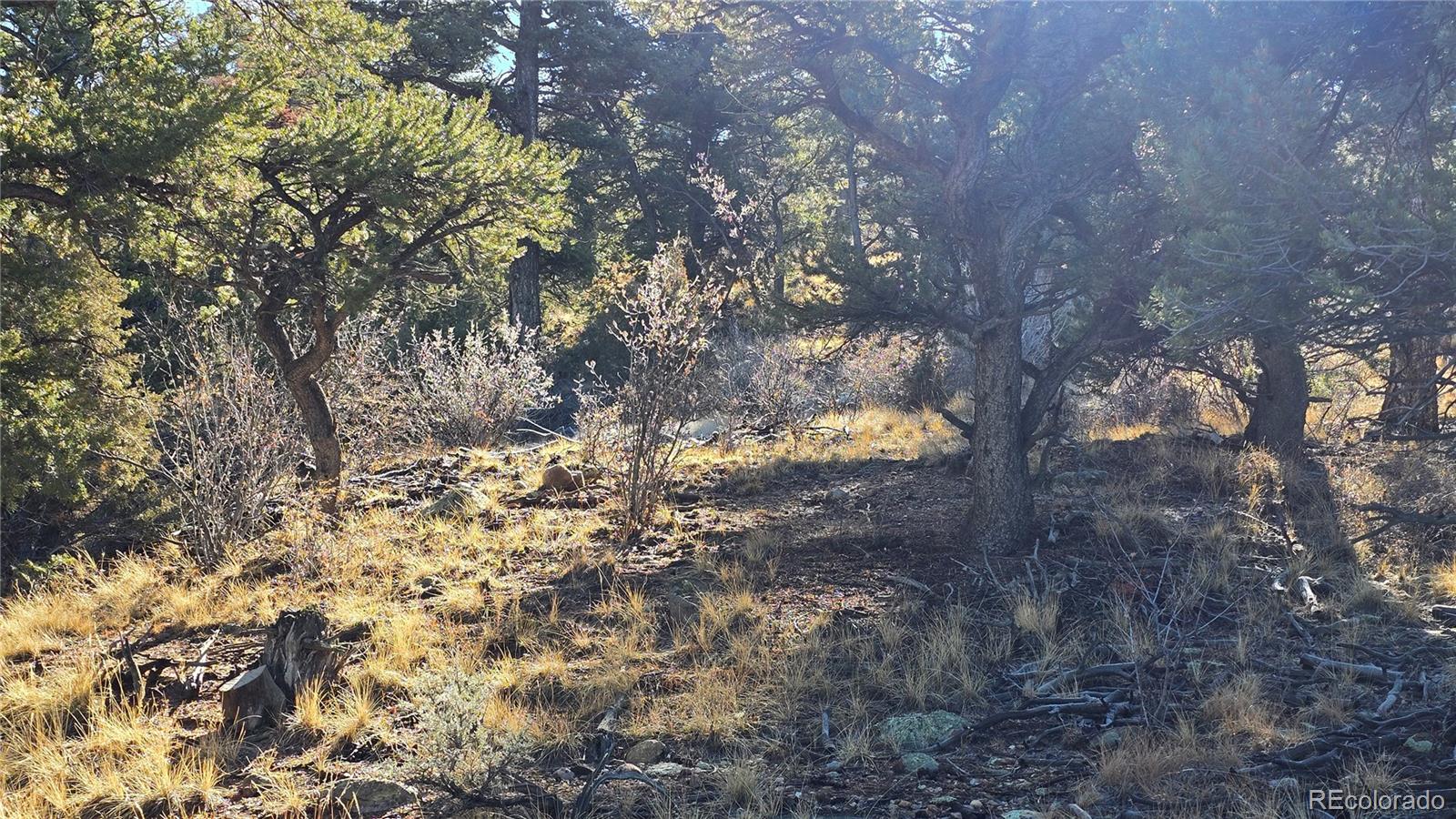 Lot 5106 Redler Road Fort Garland, CO 81133 - Photo 6 of 26 a view of a tree in a yard