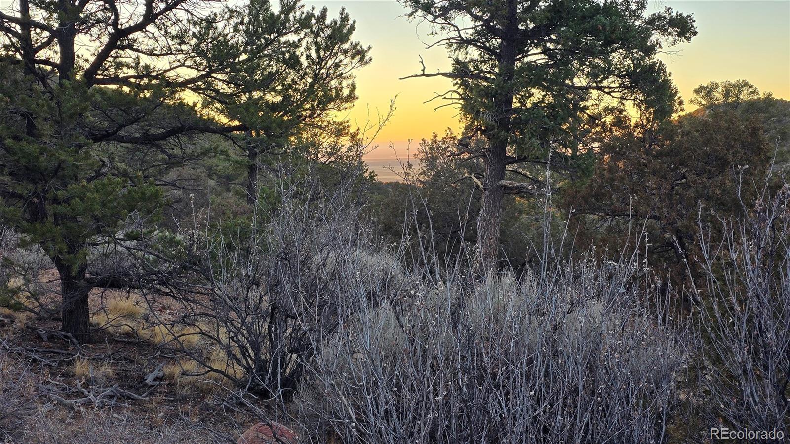 Lot 5106 Redler Road Fort Garland, CO 81133 - Photo 10 of 26 a view of a forest with a tree