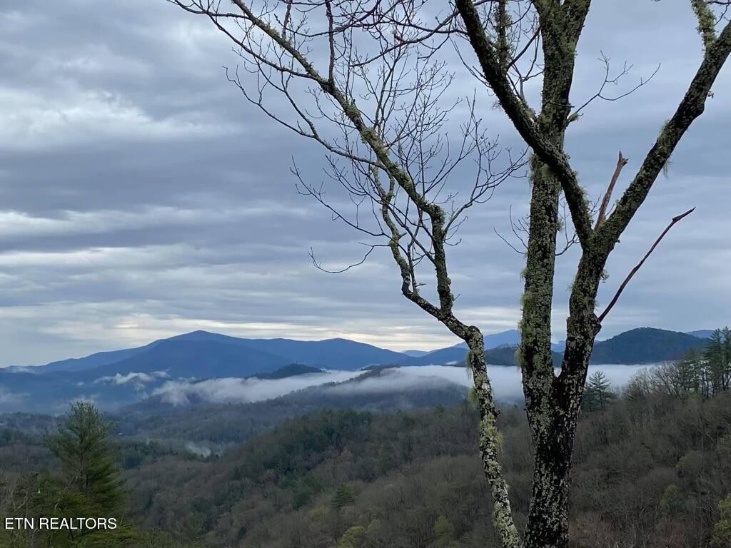 225 Kelly Ridge Road Townsend, TN 37882 - Photo 12 of 51