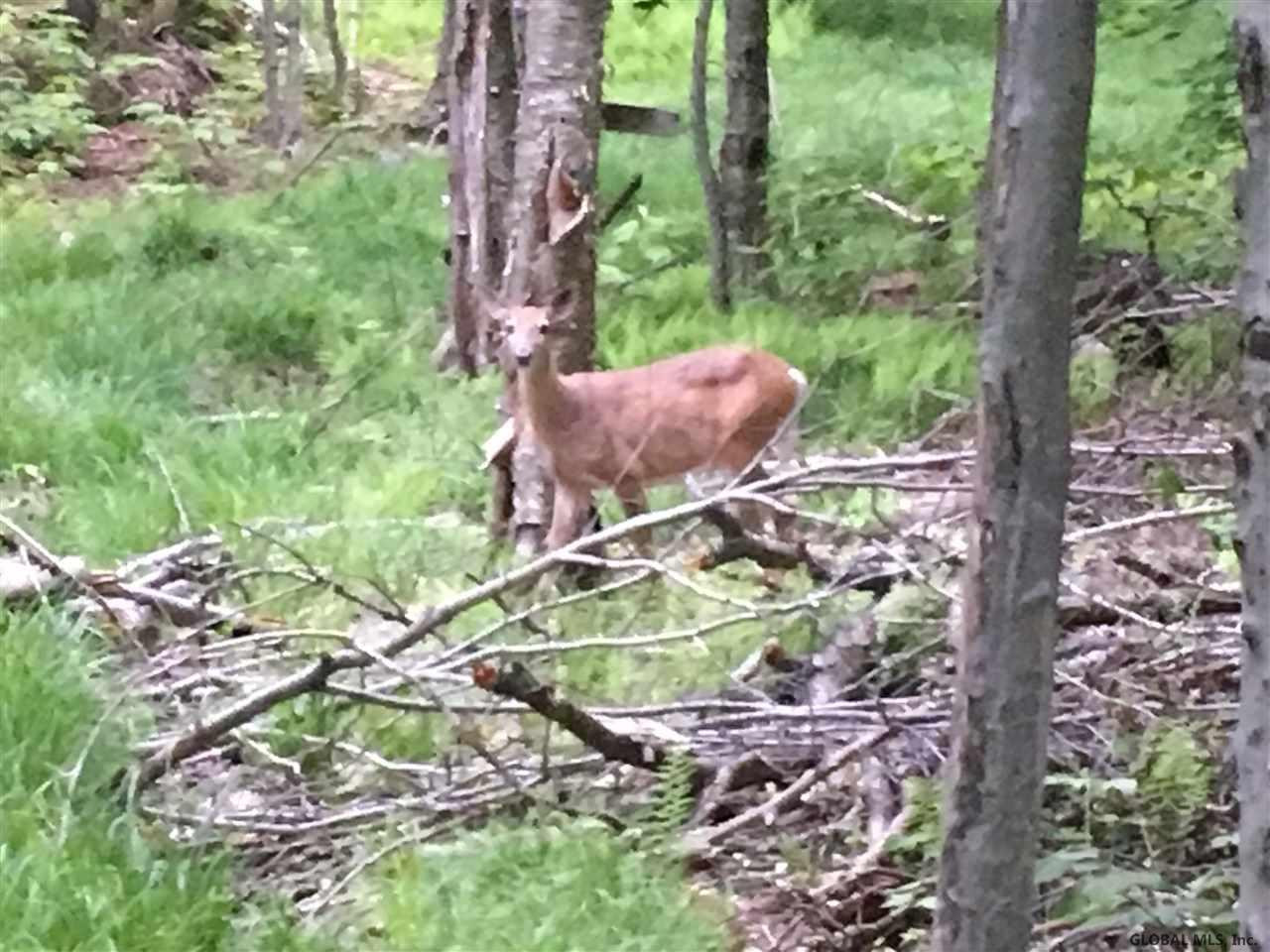 Lake Desolation Road Middle Grove, NY 12850 - Photo 5 of 5 Photo 5