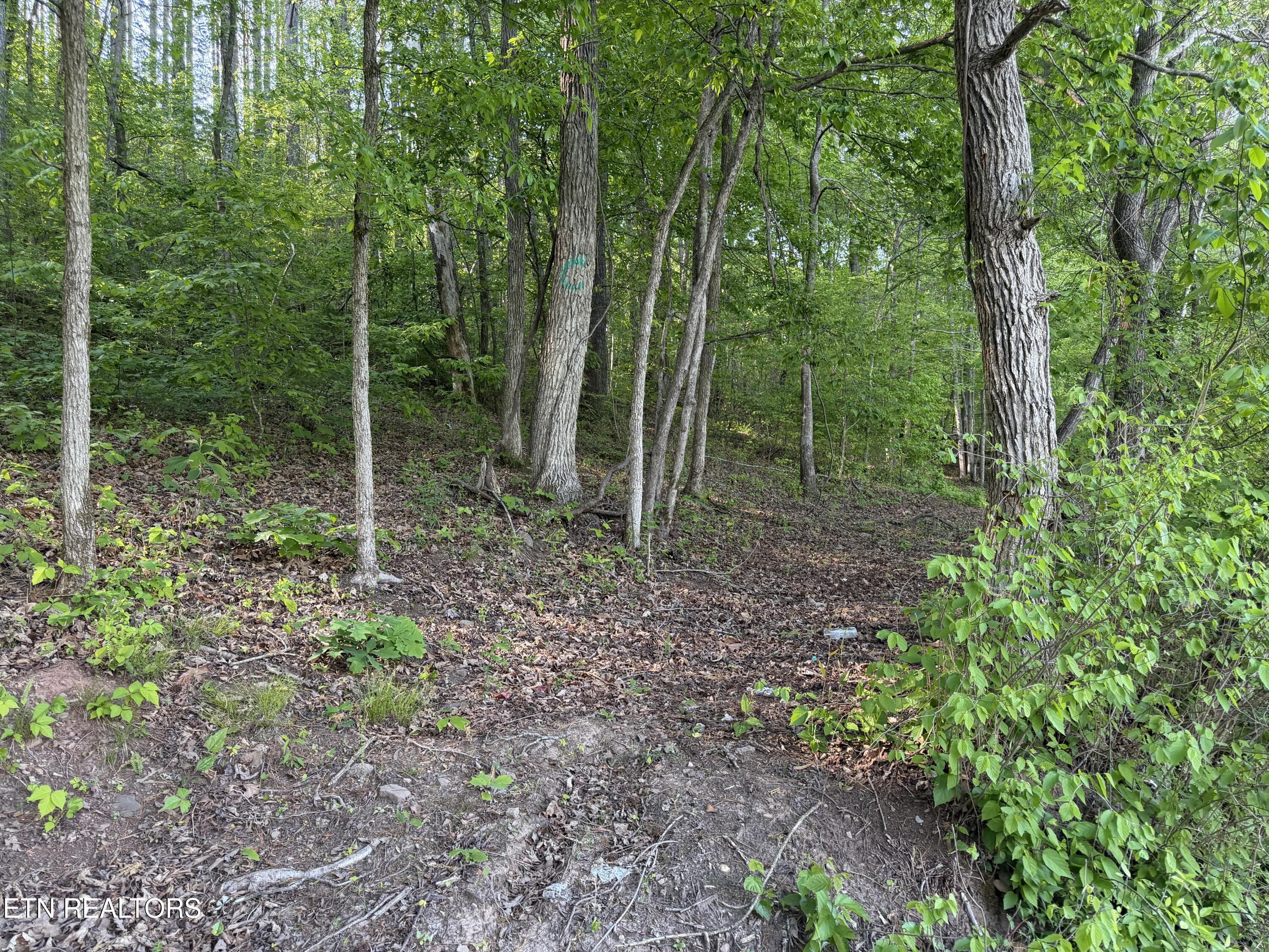 3 Three Point Road Vonore, TN 37885 - Photo 11 of 28 Dirt Road