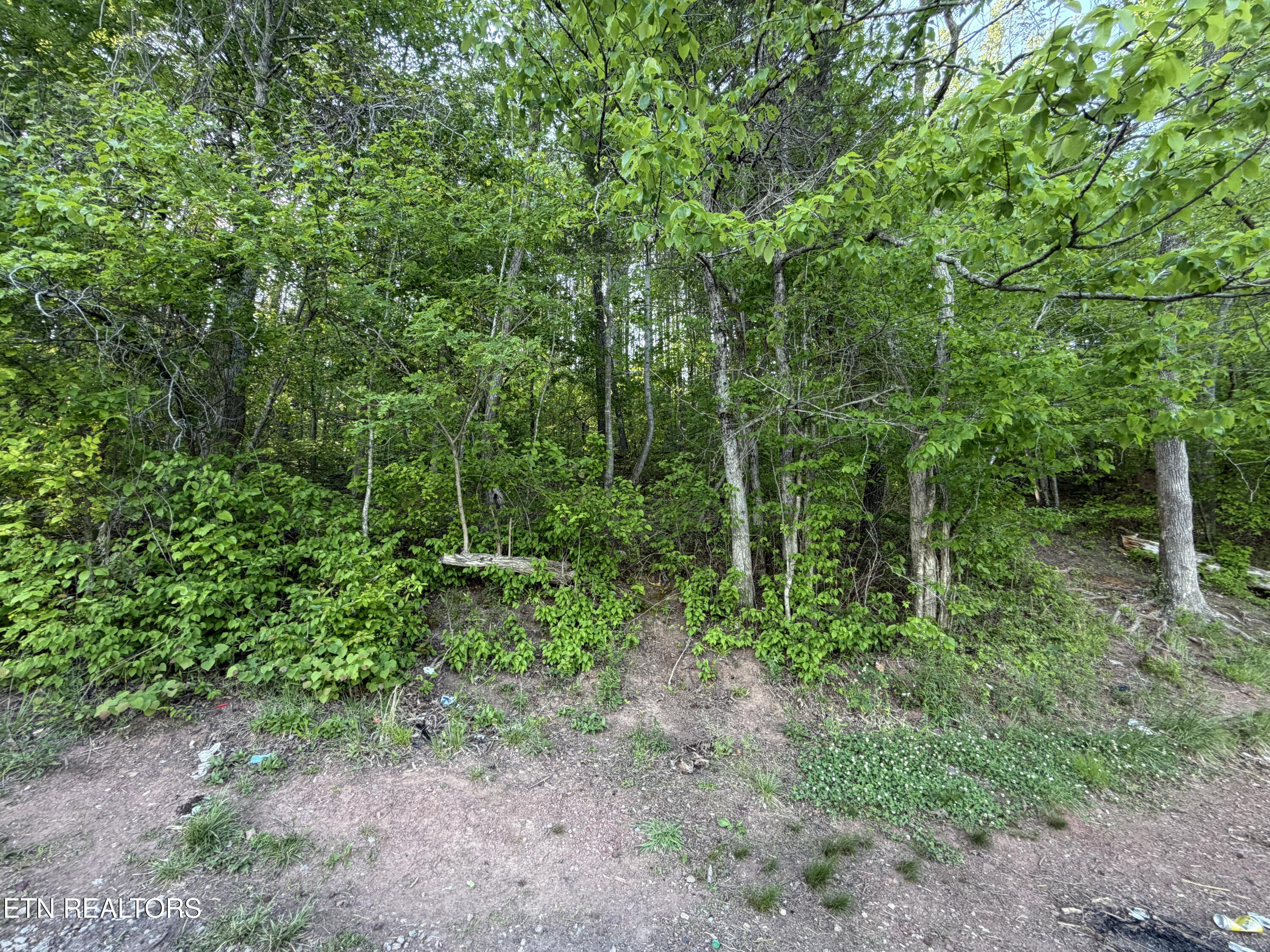 3 Three Point Road Vonore, TN 37885 - Photo 13 of 28 Mature Trees