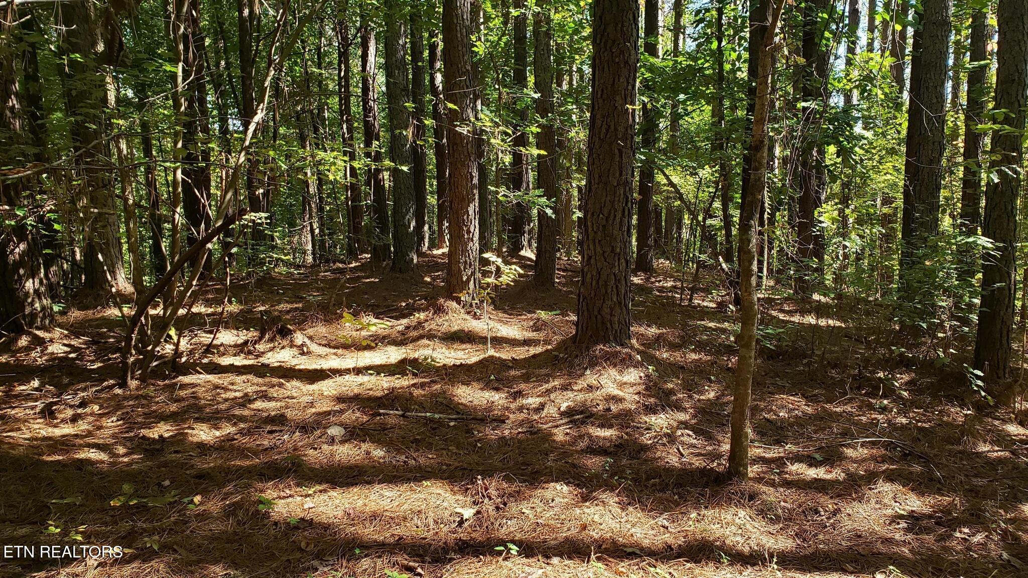 3 Three Point Road Vonore, TN 37885 - Photo 16 of 28 3 point road - 22 wooded land view