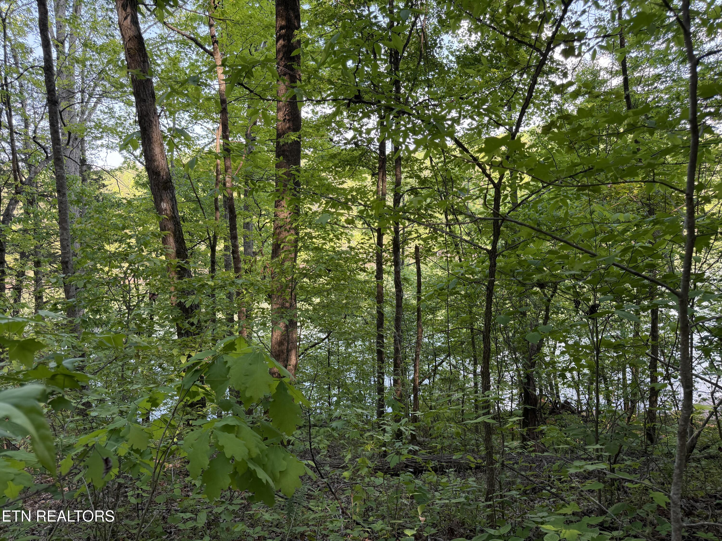 3 Three Point Road Vonore, TN 37885 - Photo 2 of 28 Wooded lot