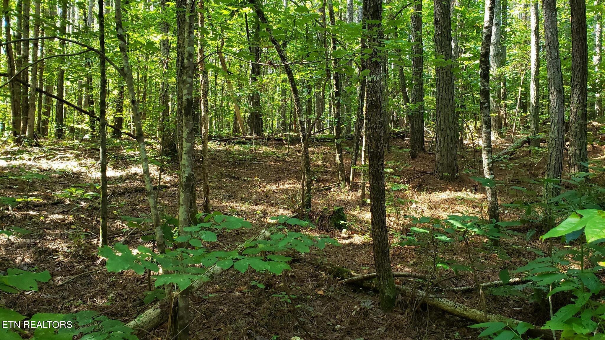 3 Three Point Road Vonore, TN 37885 - Photo 23 of 28 3 point road - Vonore - 19 land wooded g